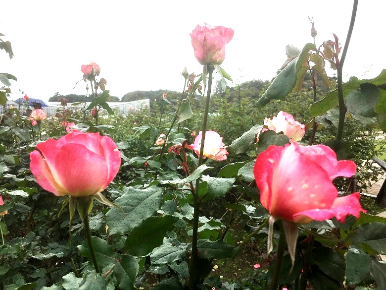 神代植物公園のバラ