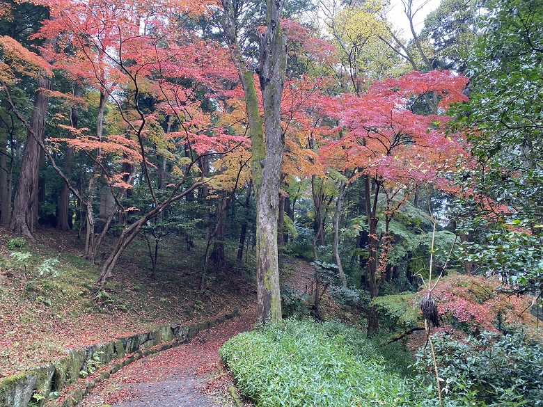 落ちもみじも美しい