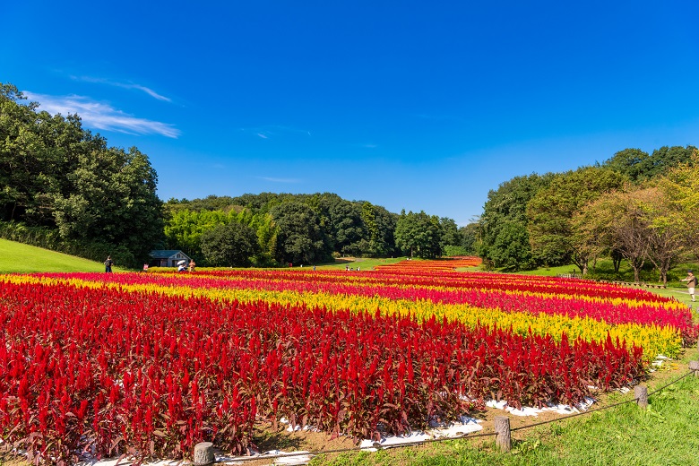 国営武蔵丘陵森林公園