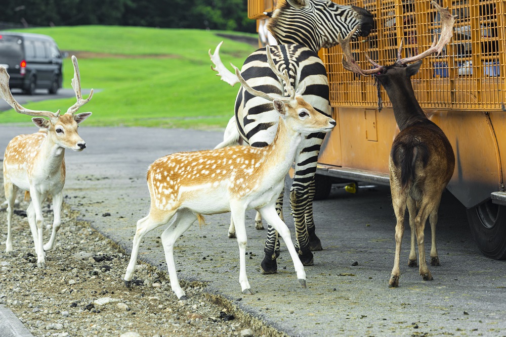 九州自然動物公園アフリカンサファリ