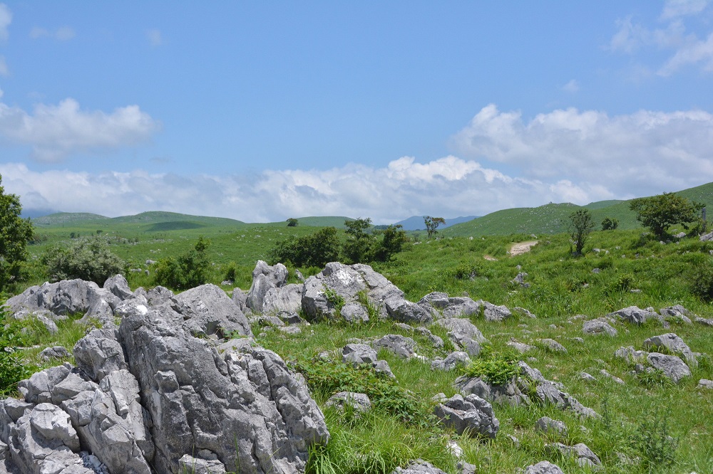 山口県・秋吉台（カルスト台地）