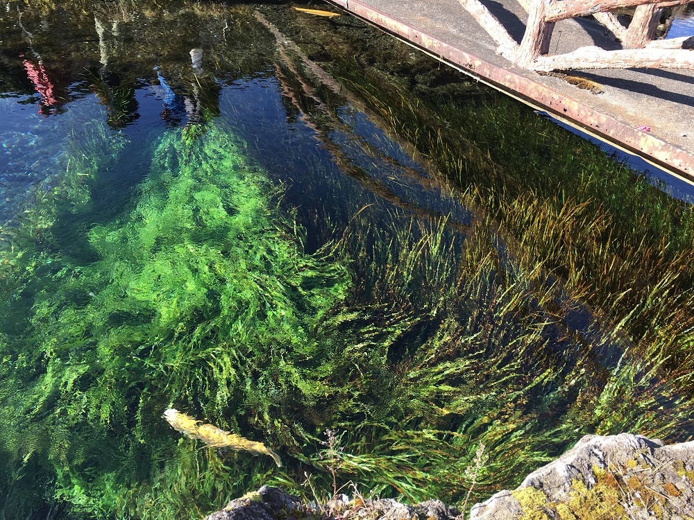 忍野八海の湧水で泳ぐ鯉