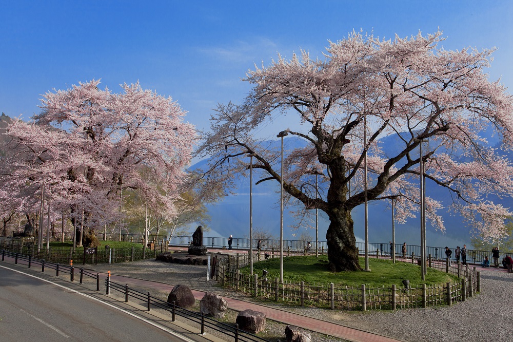 荘川桜（岐阜県）