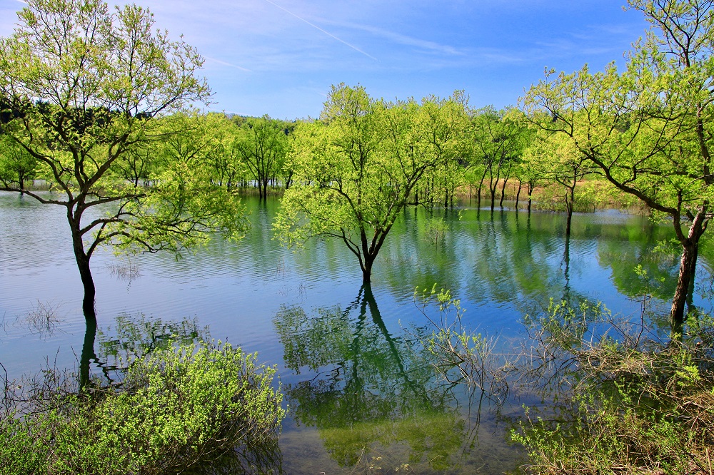 白川湖水没林