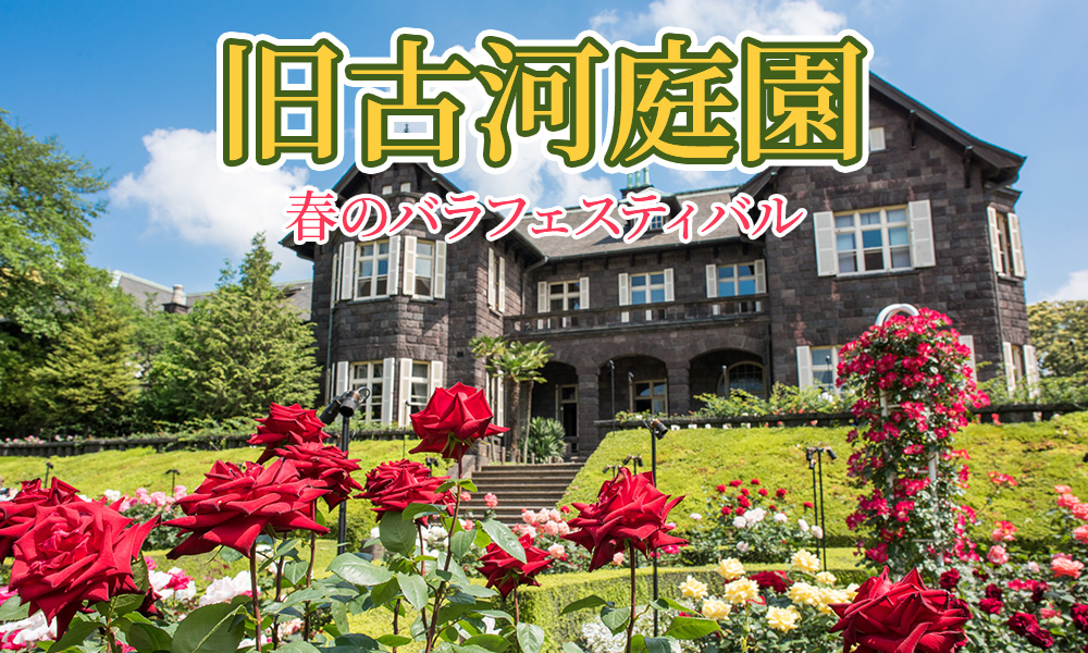 旧古河庭園「春のバラフェスティバル」が2023年4月28日(金)から開催決定!