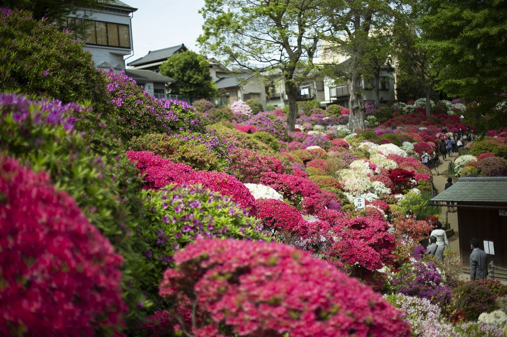 文京つつじまつり（根津神社）