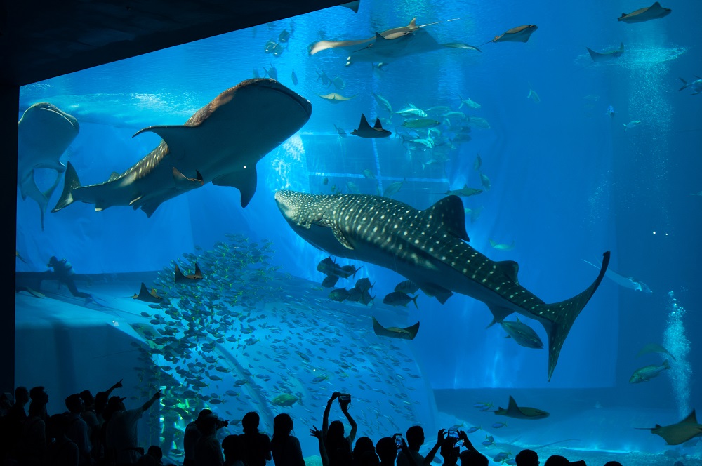 美ら海水族館