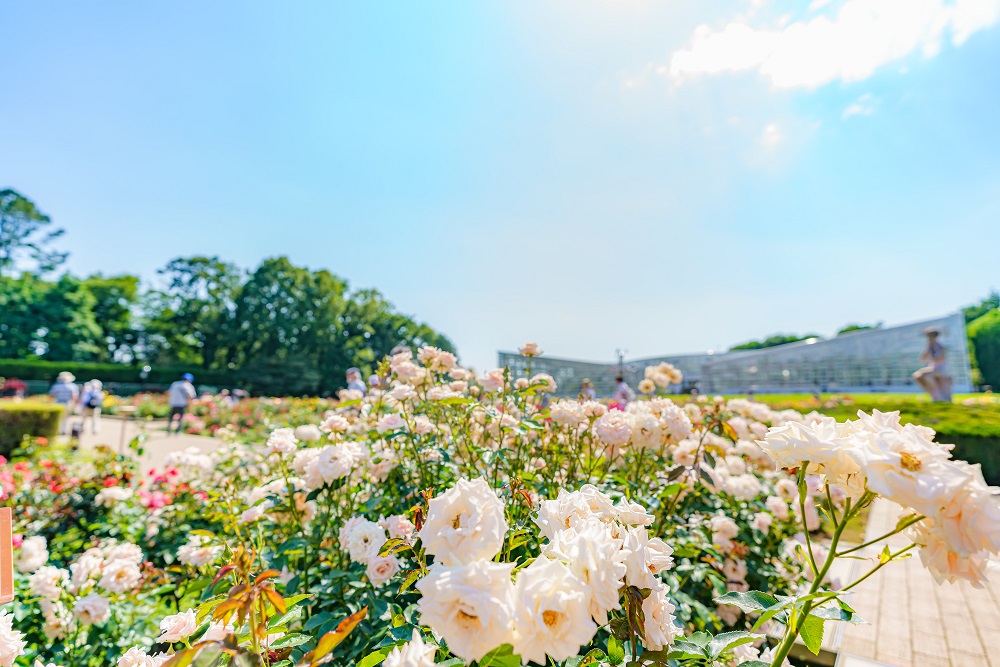 神代植物公園・バラ園