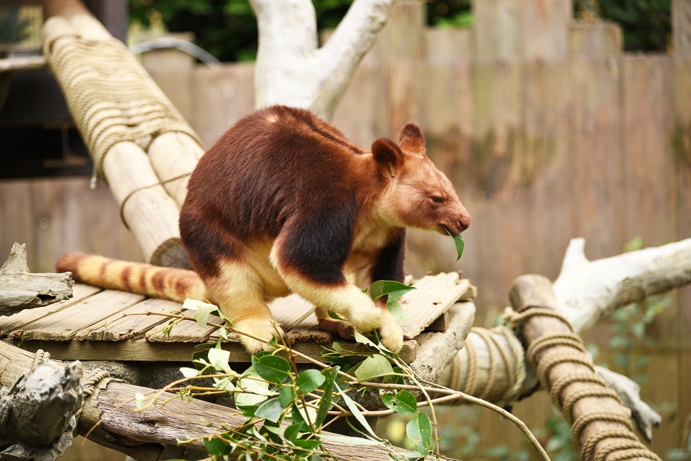 ズーラシアのセスジキノボリカンガルー