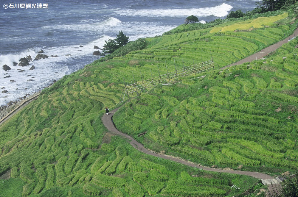 白米千枚田