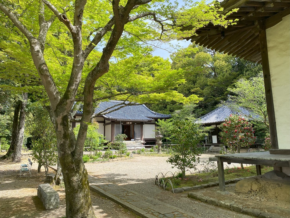 新緑が美しい白毫寺