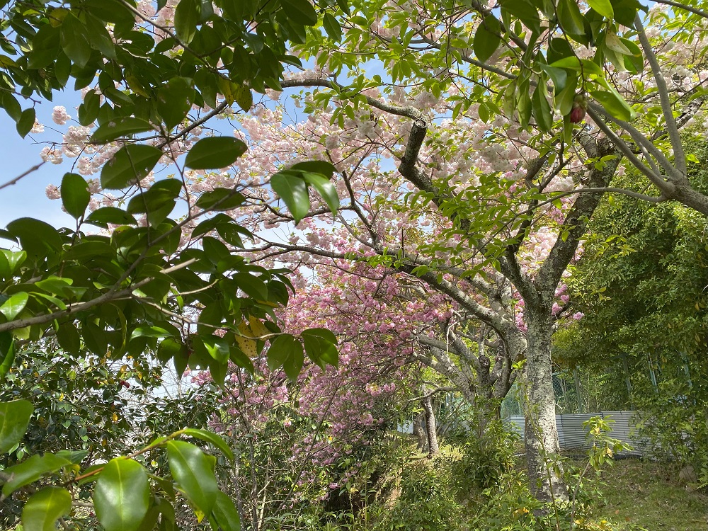 桜の花がまだ残っていました！