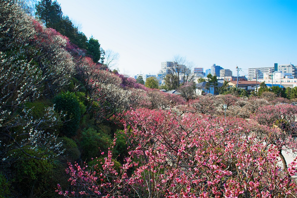 大田区・池上梅園