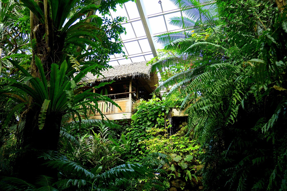 板橋区熱帯環境植物館（グリーンドームねったいかん）