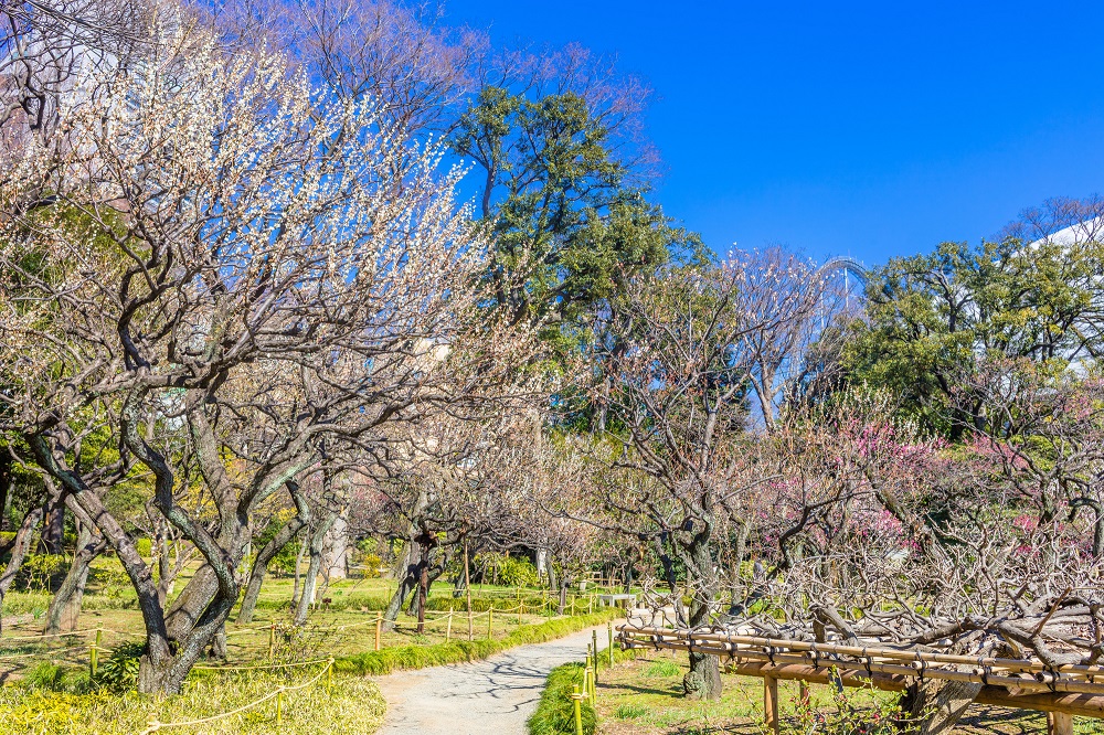 文京区・小石川後楽園