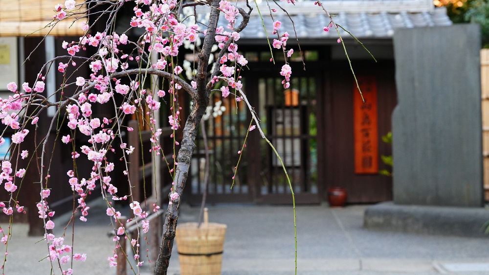 墨田区・向島百花園「梅まつり」