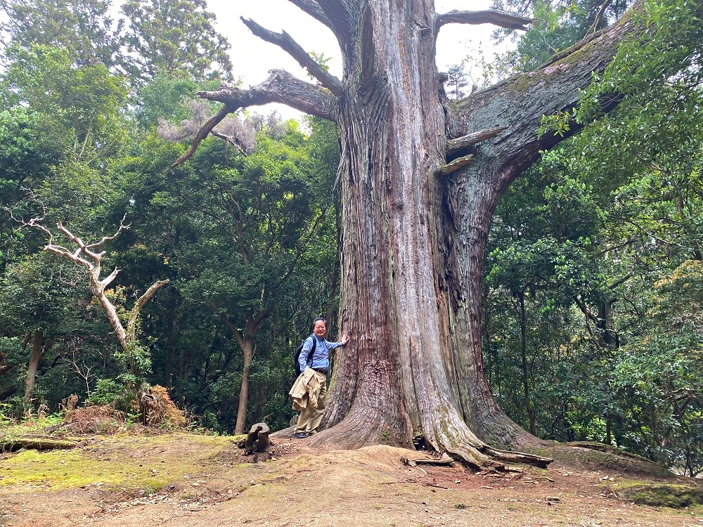奈良公園の中にある大木にパワーを頂く