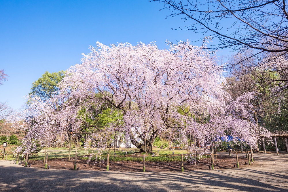 六義園の枝垂れ桜