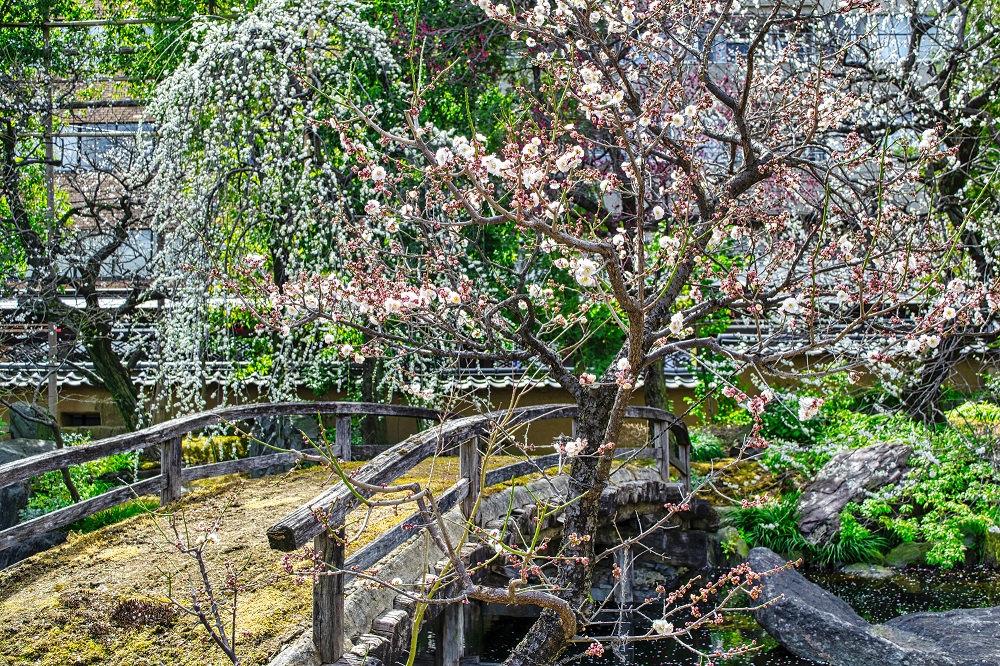 文京区・湯島天満宮「文京梅まつり」