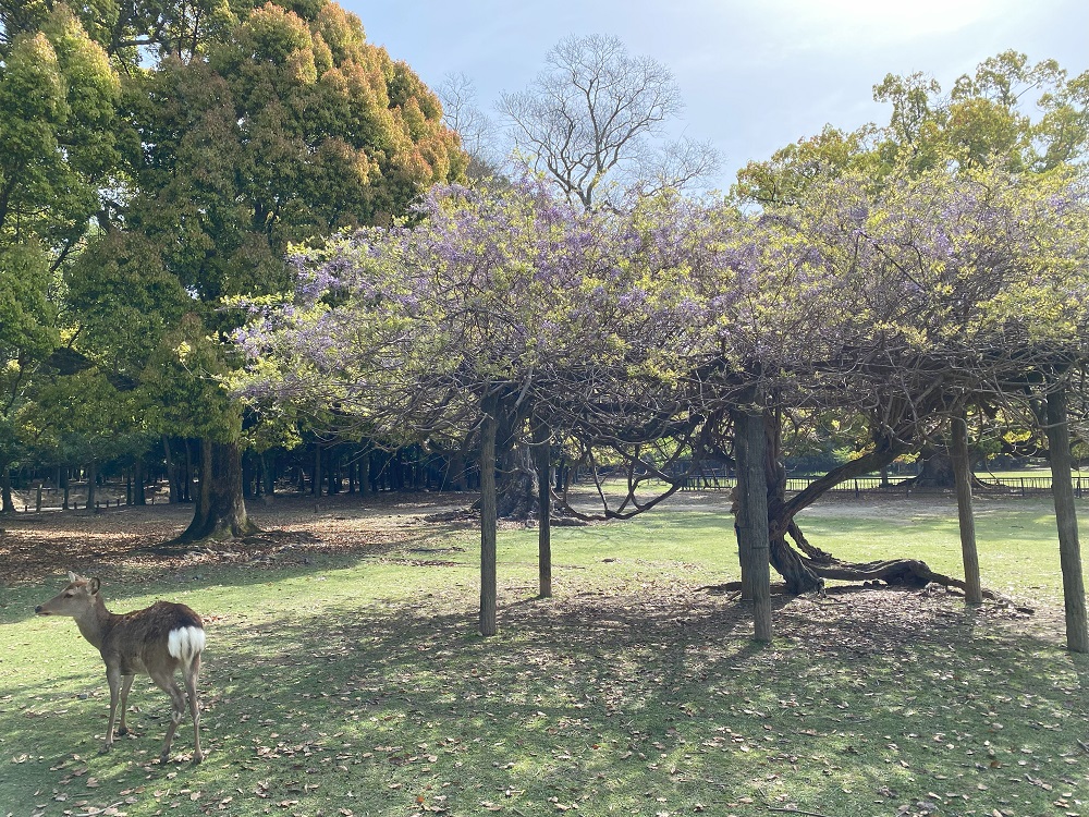 藤と鹿のいる風景