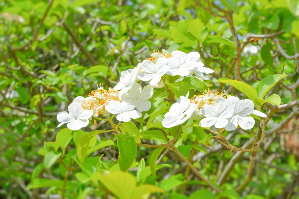 白くて可憐な花を咲かせる瓊花