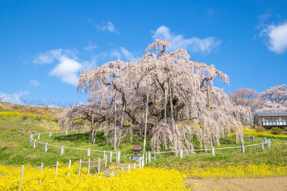 三春の滝桜