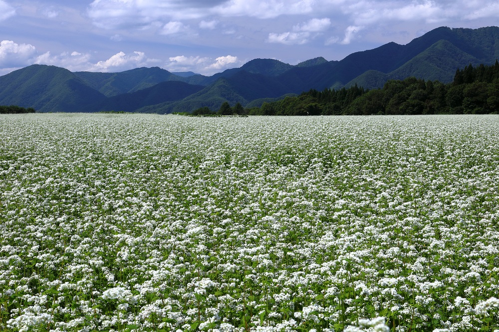 猿楽台地のそばの花