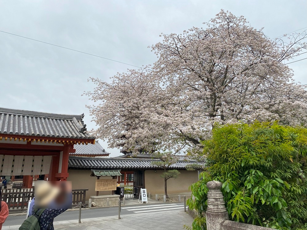 休ヶ岡八幡宮前にある桜が美しい
