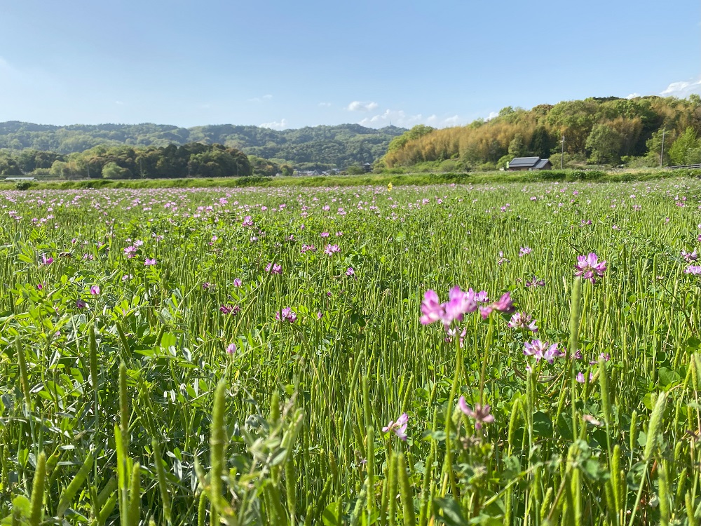 法起寺に向かう途中に蓮華の花が美しい