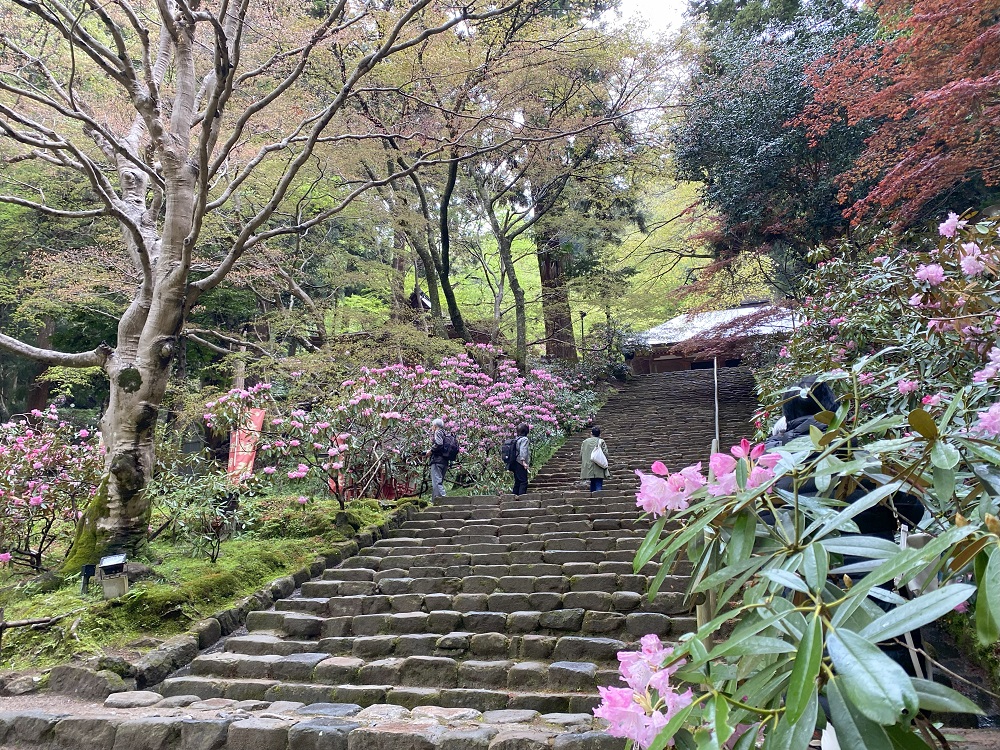 シャクナゲの花が美しい境内