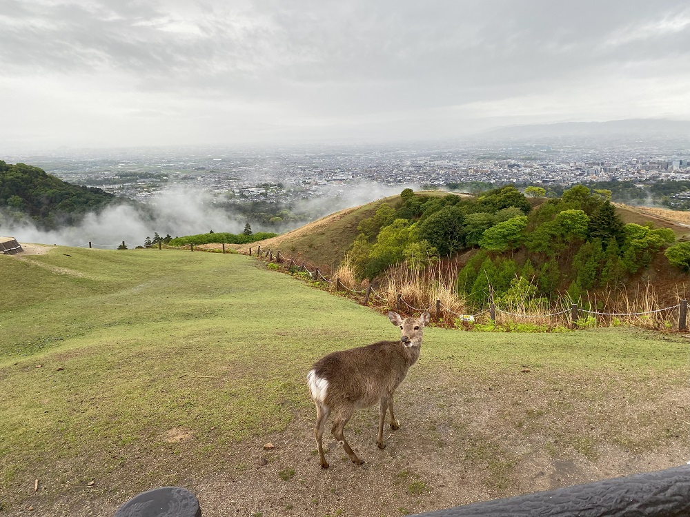 若草山山頂