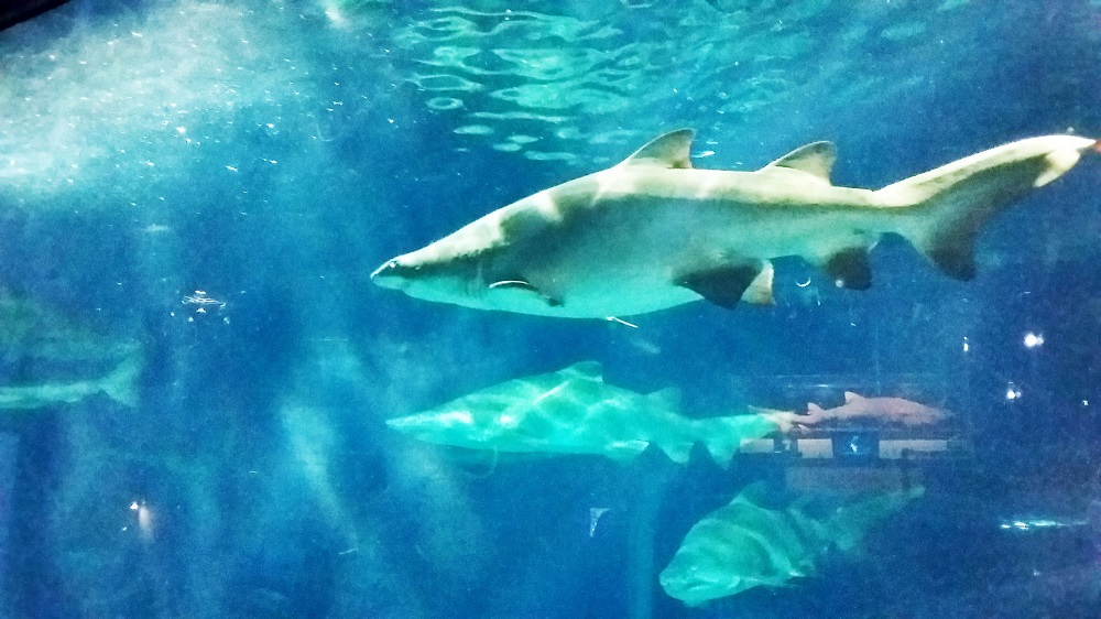 アクアワールド茨城県大洗水族館」