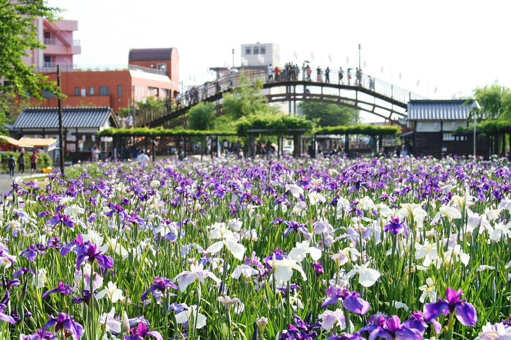 水郷潮来あやめ園