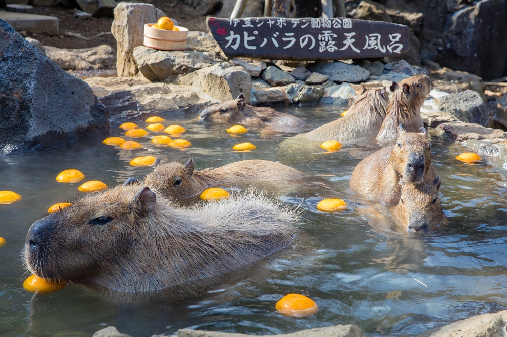 伊豆シャボテン動物公園