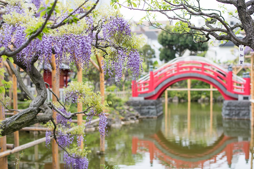 亀戸天神・藤の花