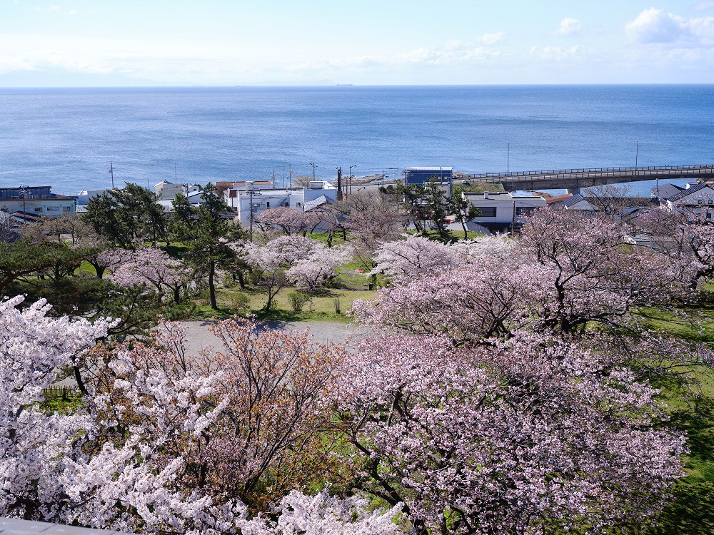 松前町の桜