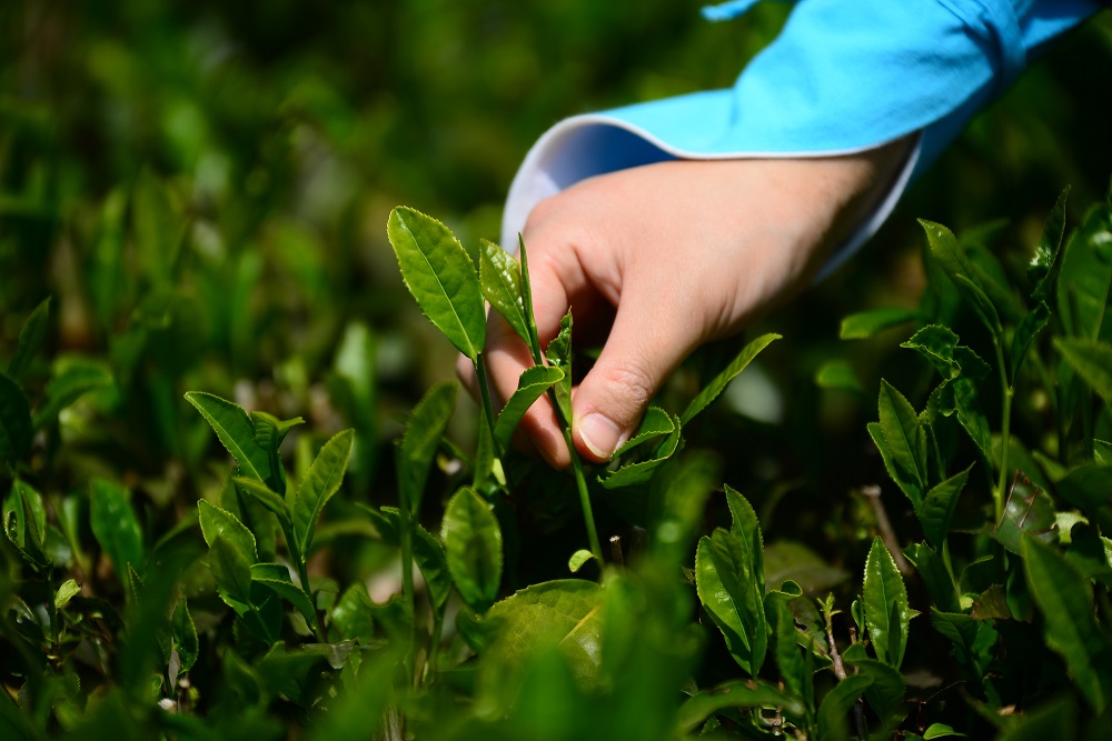 境町の特産品さしま茶