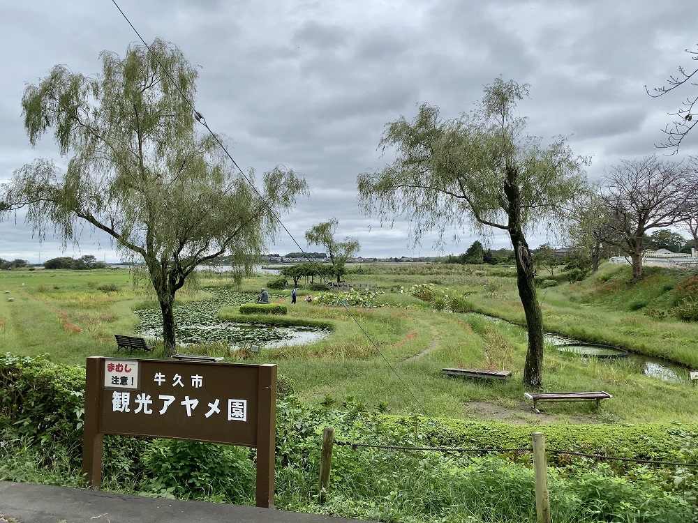 牛久市観光アヤメ園