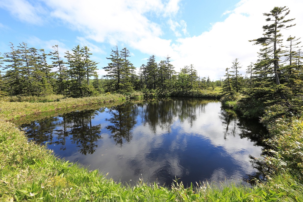 びふか松山湿原