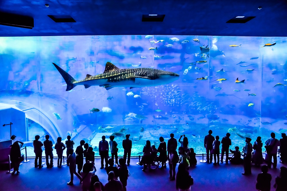 美ら海水族館