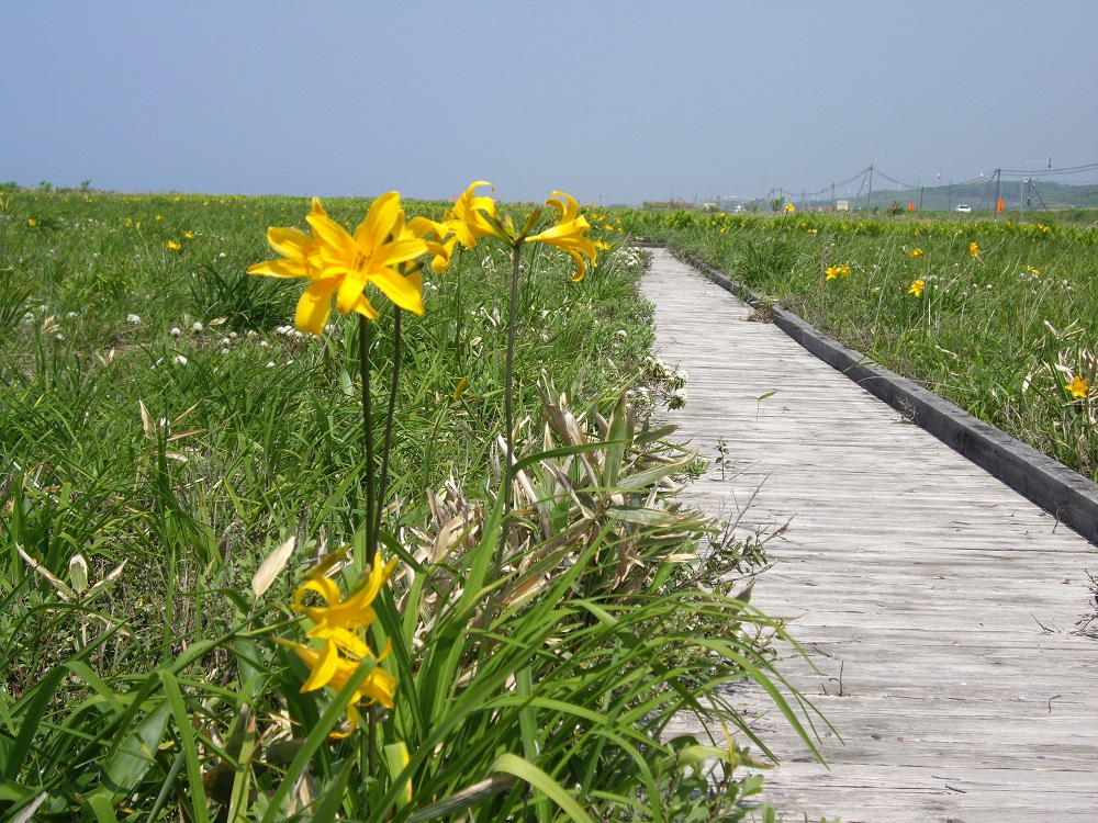 金浦原生花園