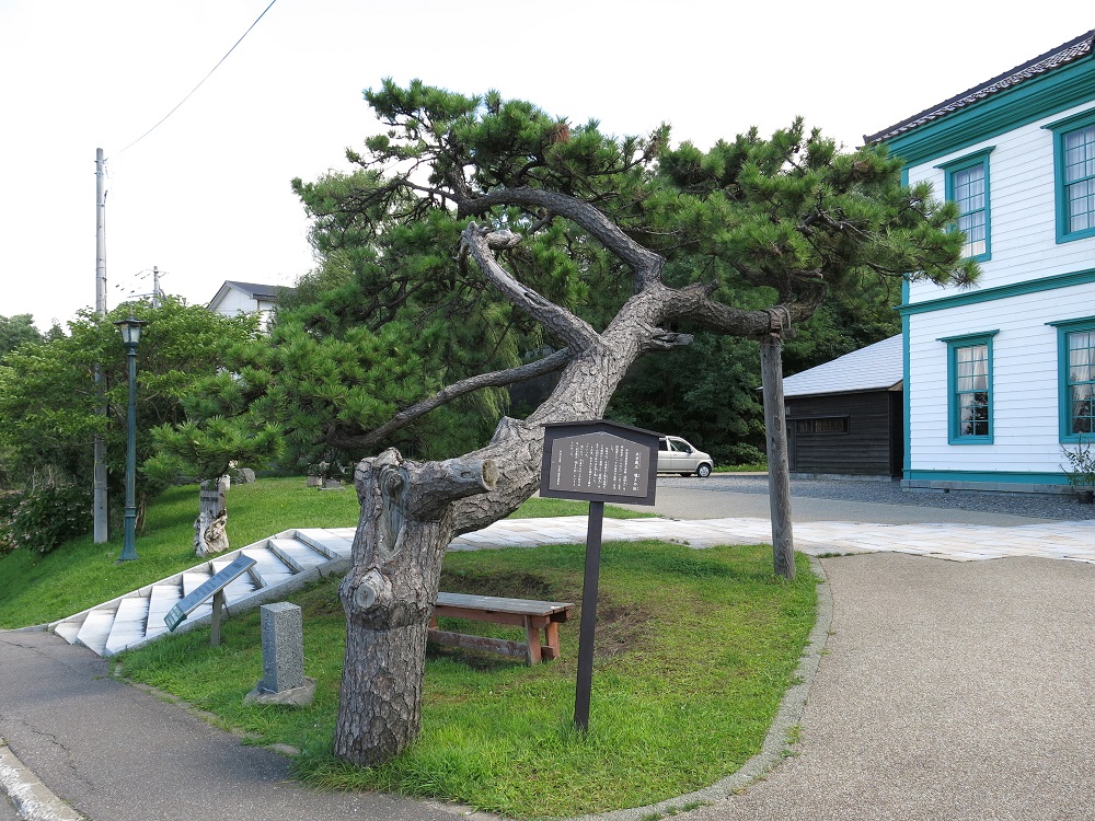 嘆きの松（旧檜山爾志郡役所前）