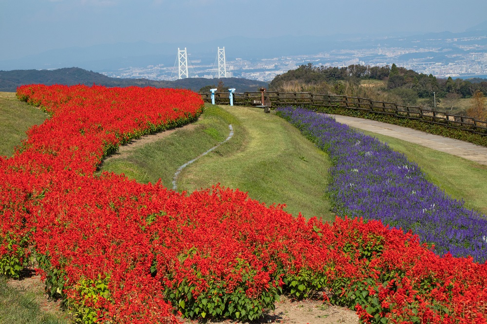 淡路島・花さじき