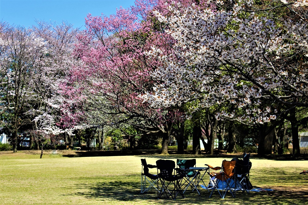 柏の葉公園