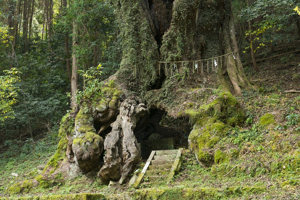 武雄神社・大楠