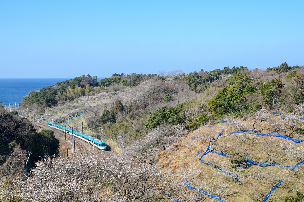 みなべ町の梅林