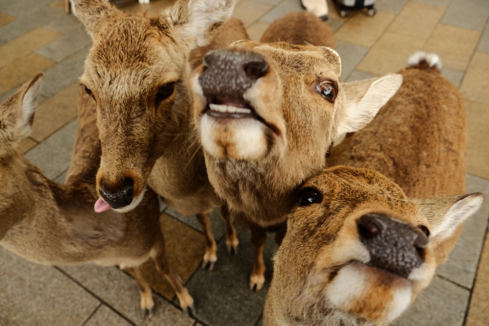 奈良公園の鹿