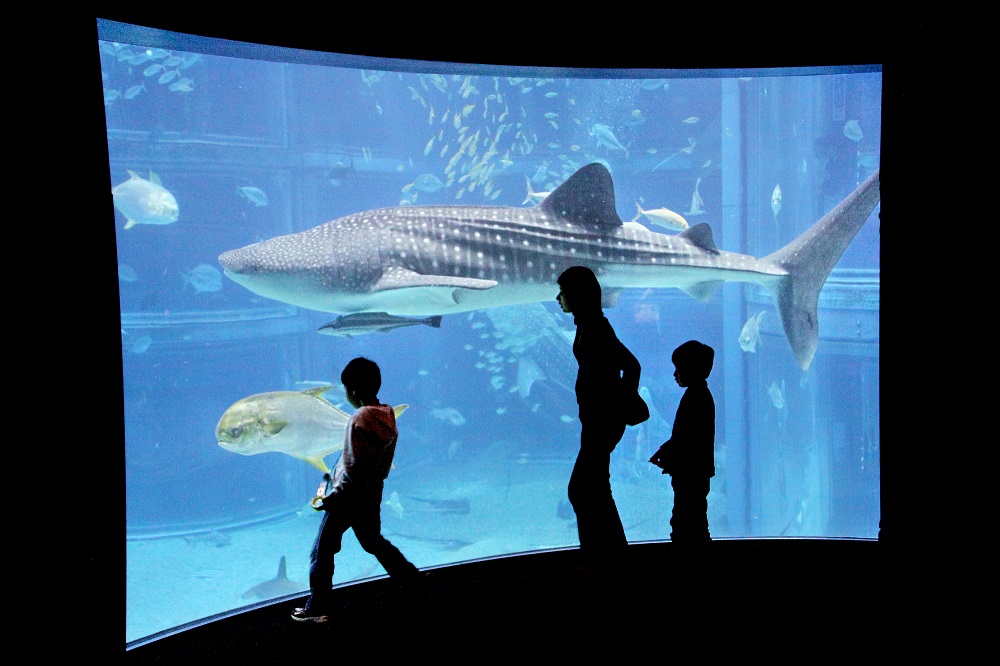 海遊館・ジンベイザメ