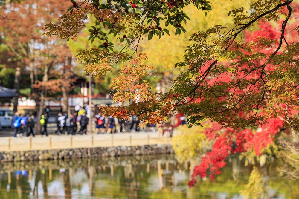紅葉が美しい奈良公園