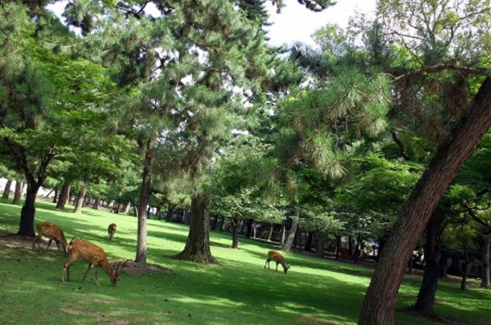 奈良公園